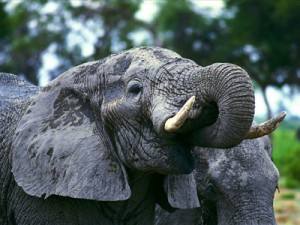 elefante